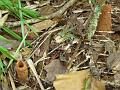 beetle-holes