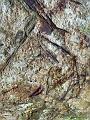 brill-tree-02
