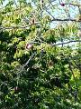cotton-tree-03