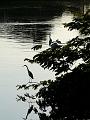 egrets-01