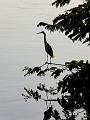 egrets-03