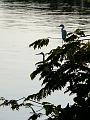 egrets-05