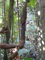 jungle-water-01