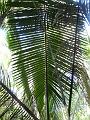 palm-01
