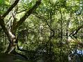 swamp-01