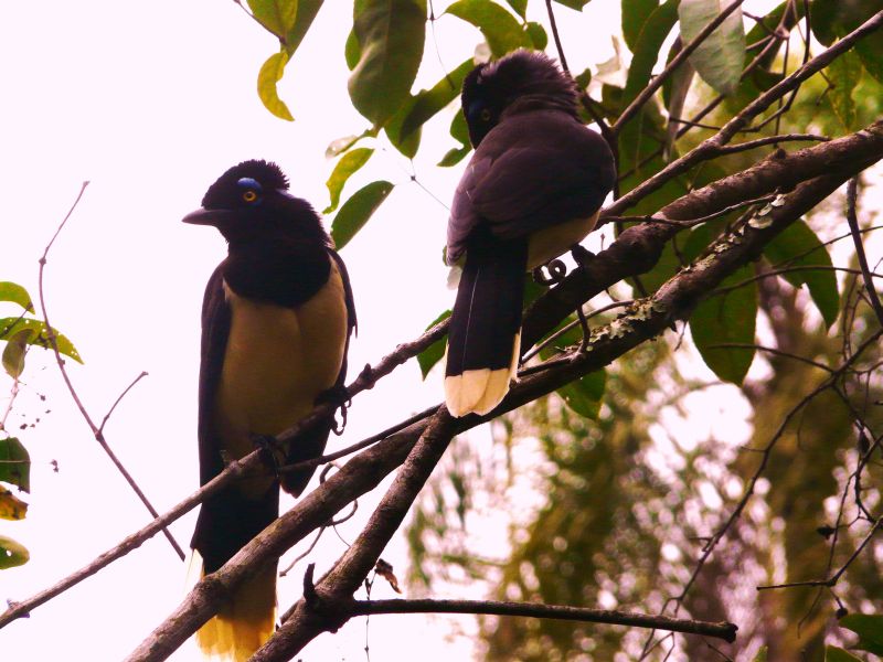 birds-01.JPG