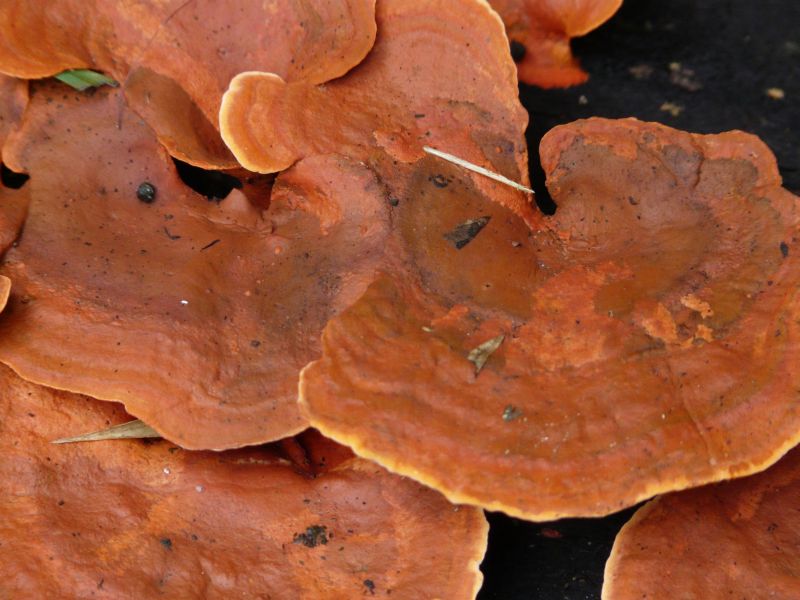 fungus-01.JPG