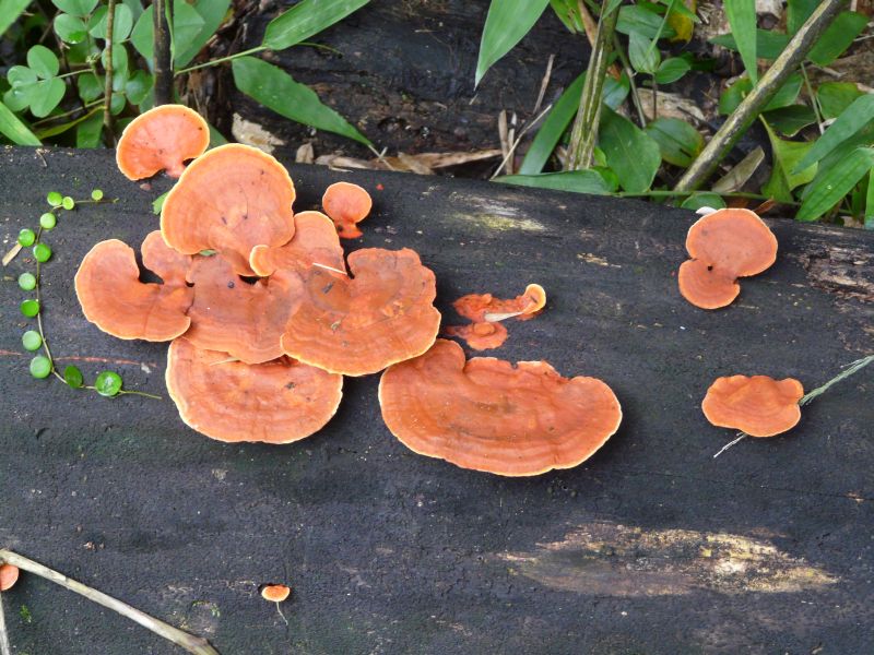 fungus-02.JPG