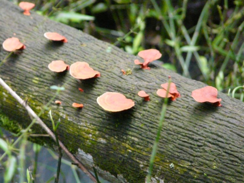 fungus-03.JPG