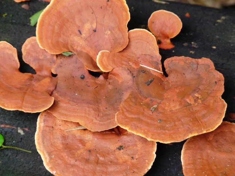 fungus-04.JPG