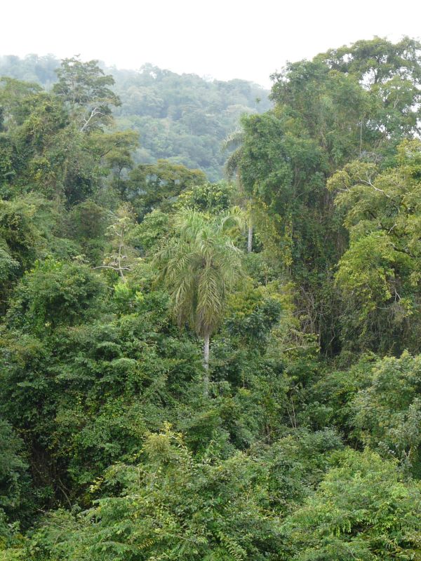 missiones-jungle-01.JPG