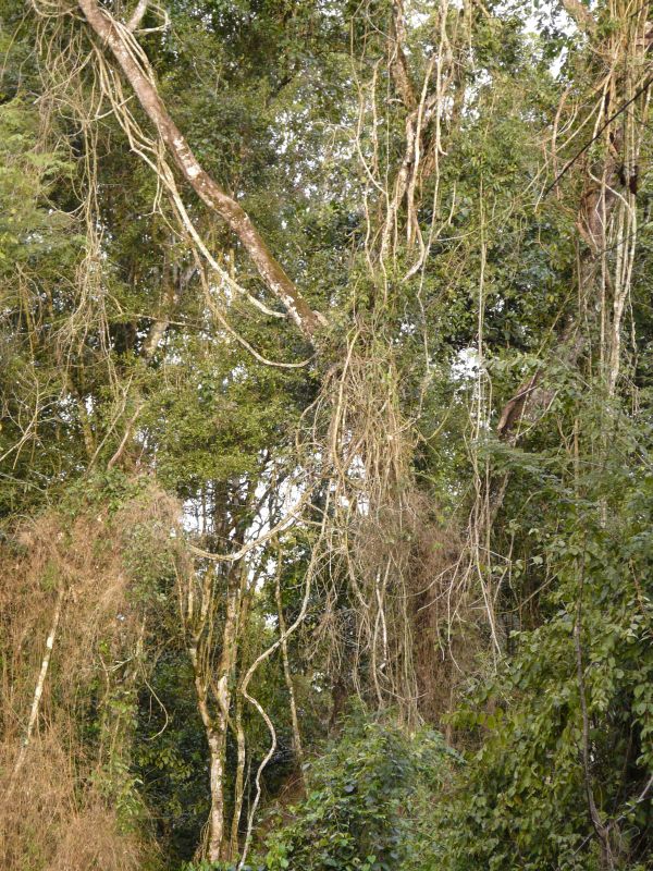 missiones-jungle-02.JPG