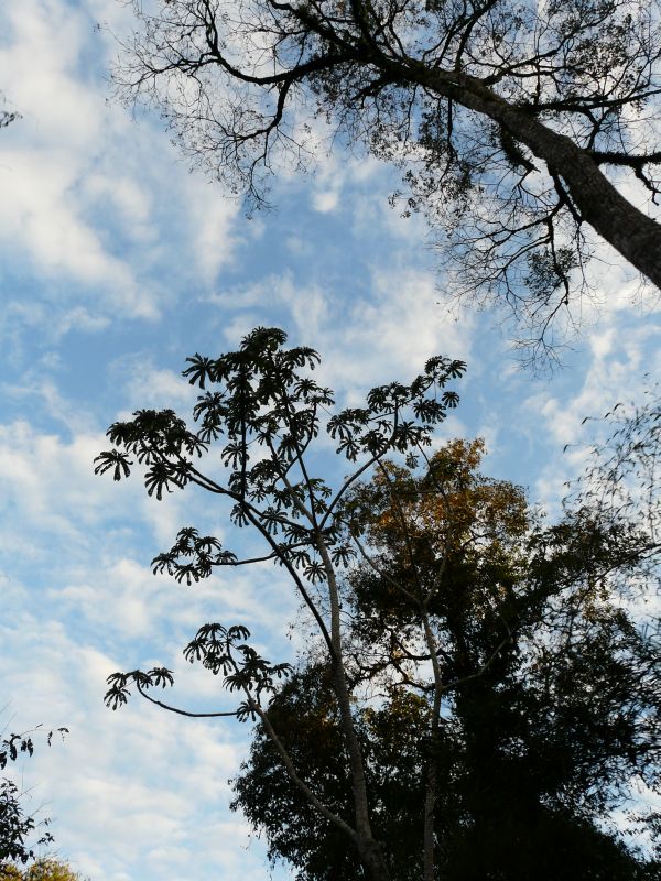 tree-04.JPG