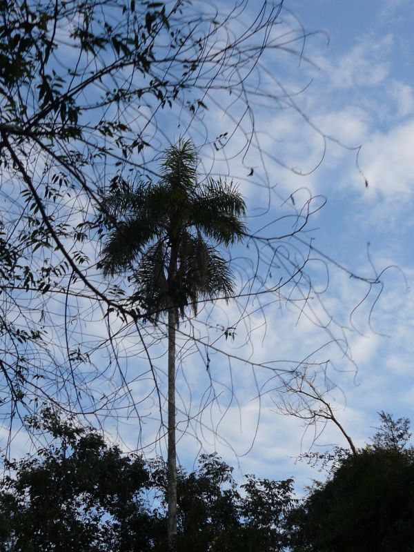 tree-06.JPG