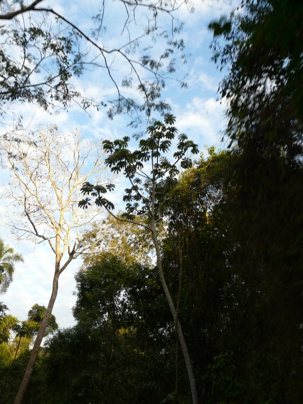trees-01.JPG