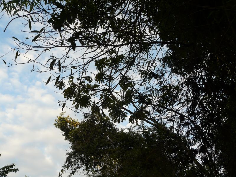 trees-02.JPG