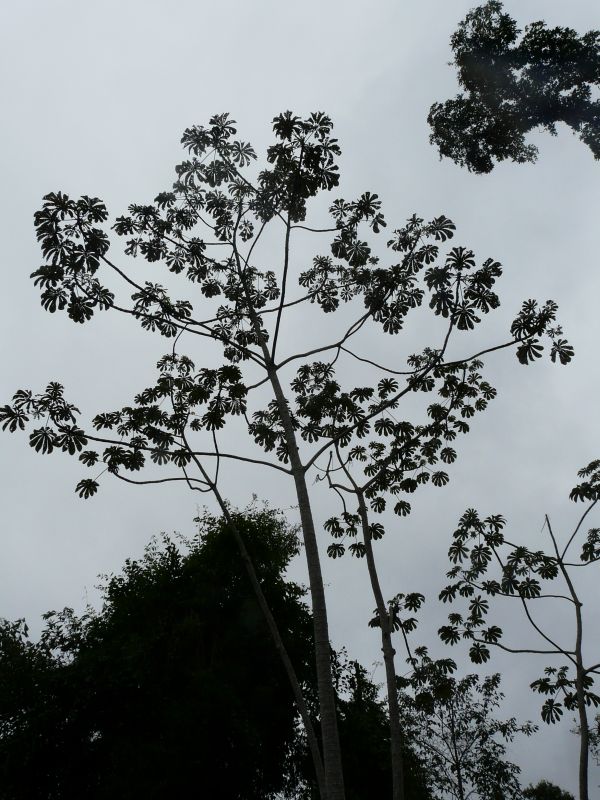 trees-03.JPG
