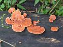 fungus-02