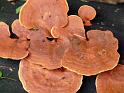 fungus-04