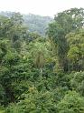 missiones-jungle-01