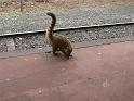 racoon-02