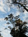tree-04