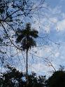 tree-06