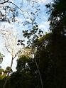 trees-01