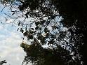 trees-02