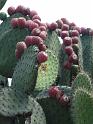 cactus-02
